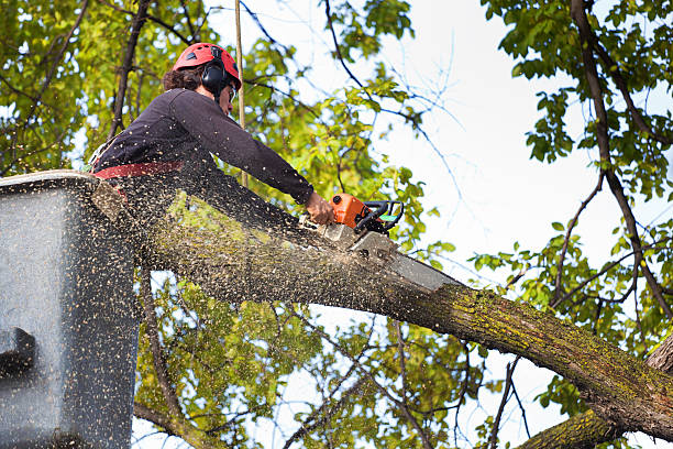 Lawn Drainage Solutions in Falls Church, VA